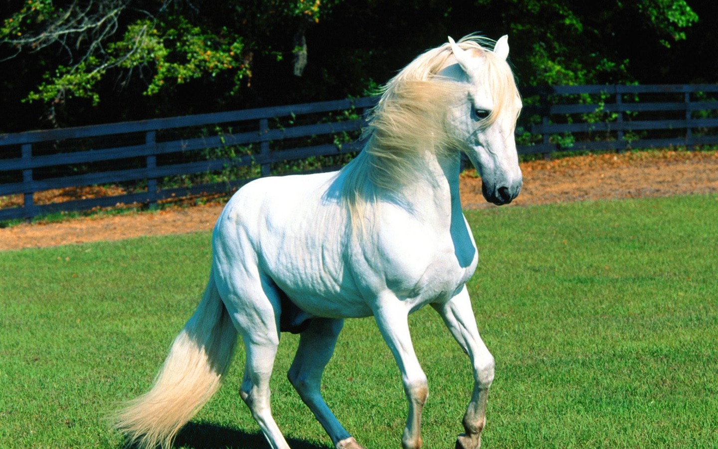 Album Fond d'écran Cheval #28 - 1440x900