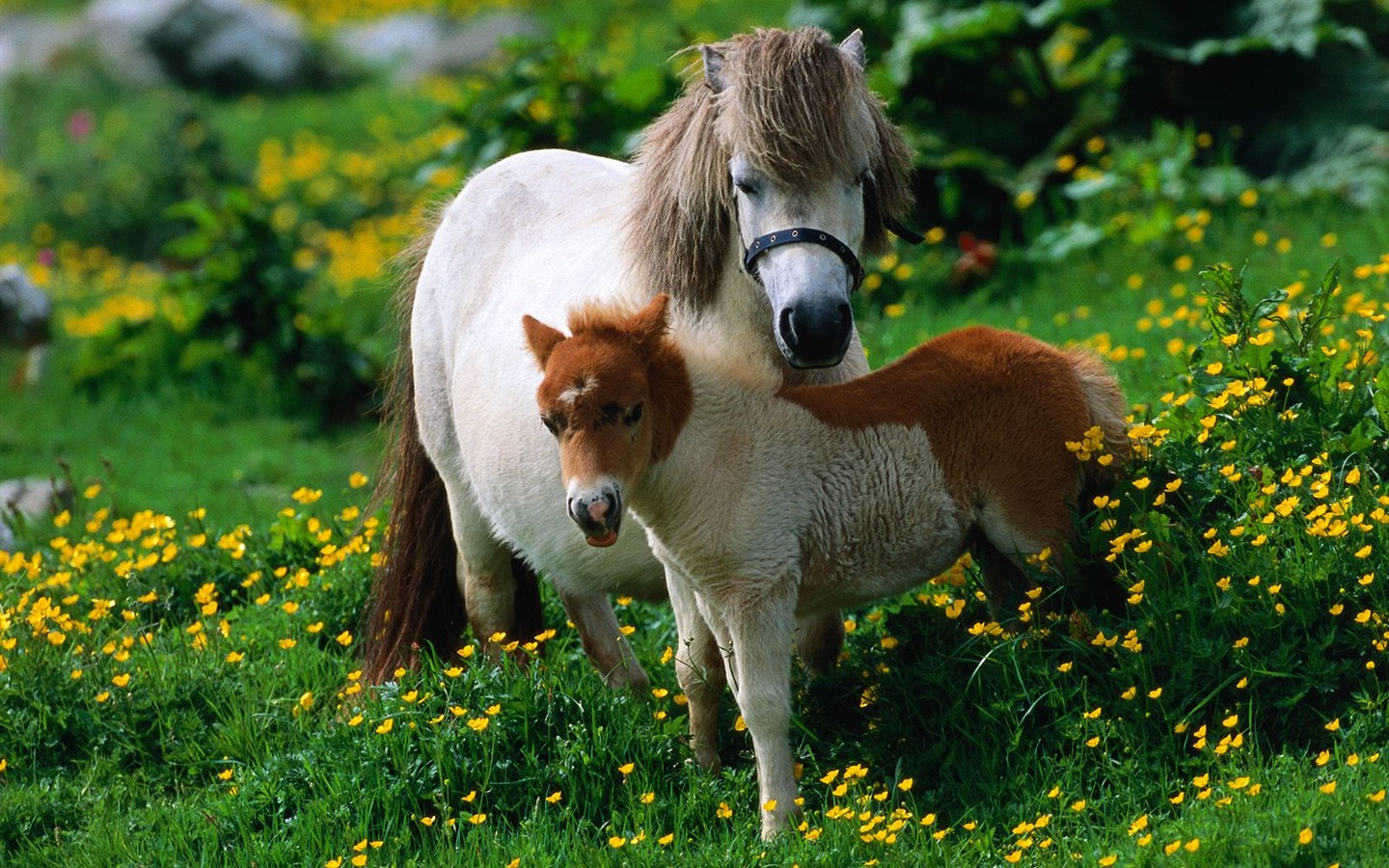 Album Fond d'écran Cheval #29 - 1440x900