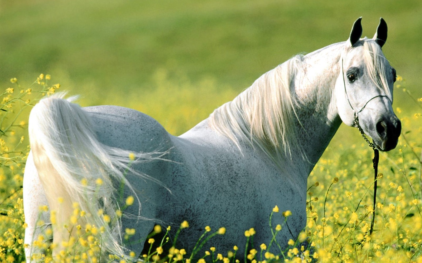 Album Fond d'écran Cheval #33 - 1440x900