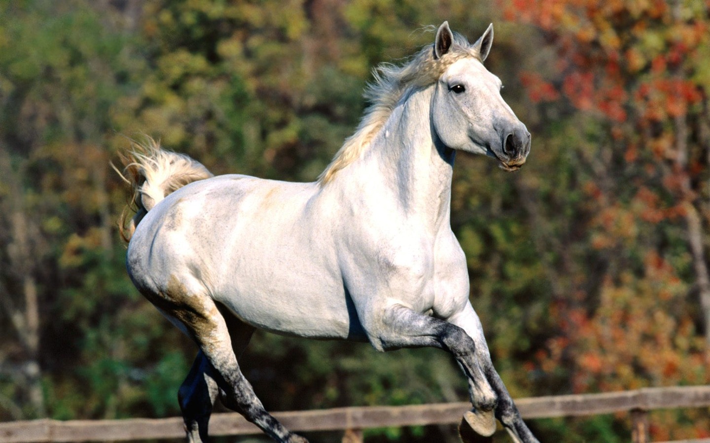 Album Fond d'écran Cheval #36 - 1440x900