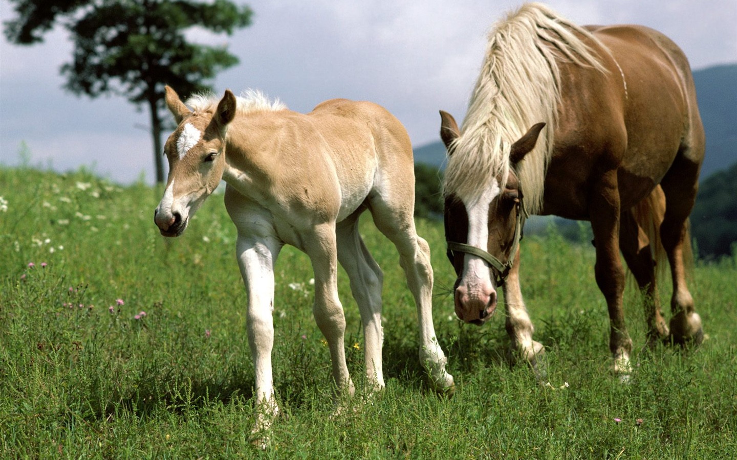 Album Fond d'écran Cheval #37 - 1440x900