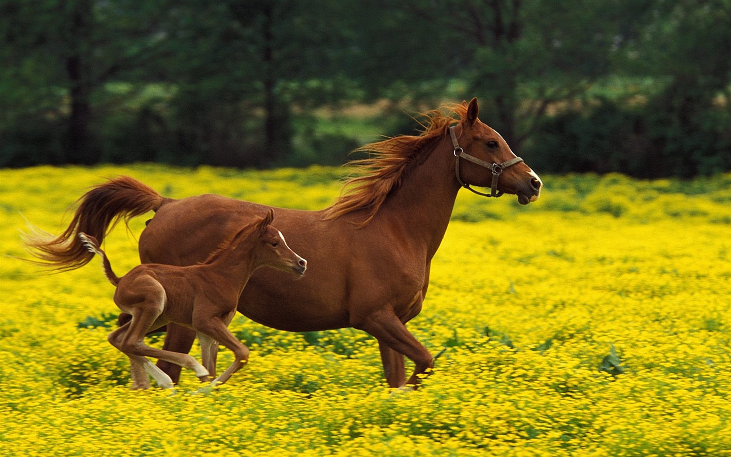 Album Fond d'écran Cheval #38 - 1440x900