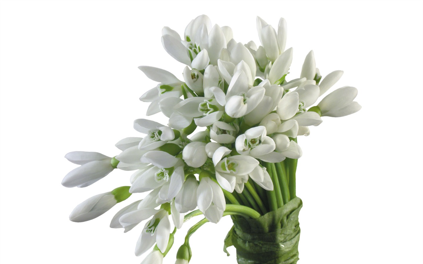 흰색 꽃 벽지 #3 - 1440x900