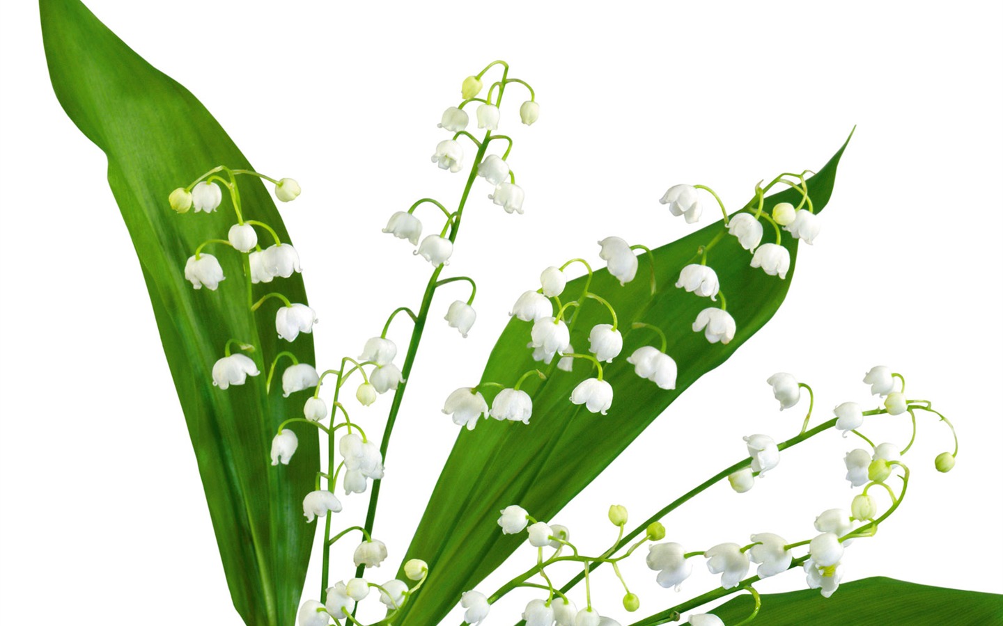 Weiße Blumen Wallpaper #7 - 1440x900