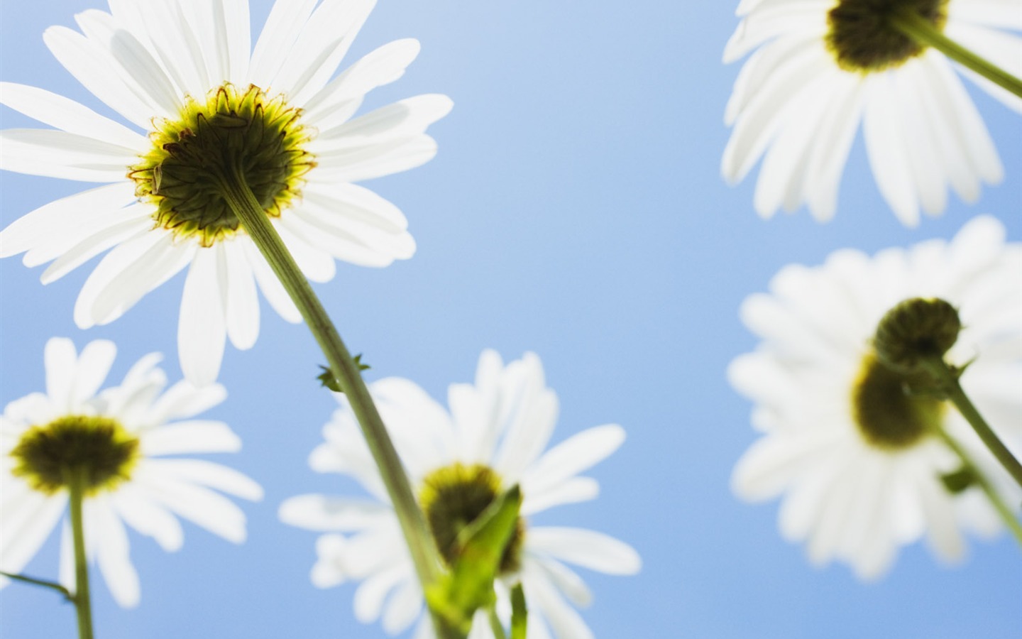 Fleurs blanches Fond d'écran #10 - 1440x900