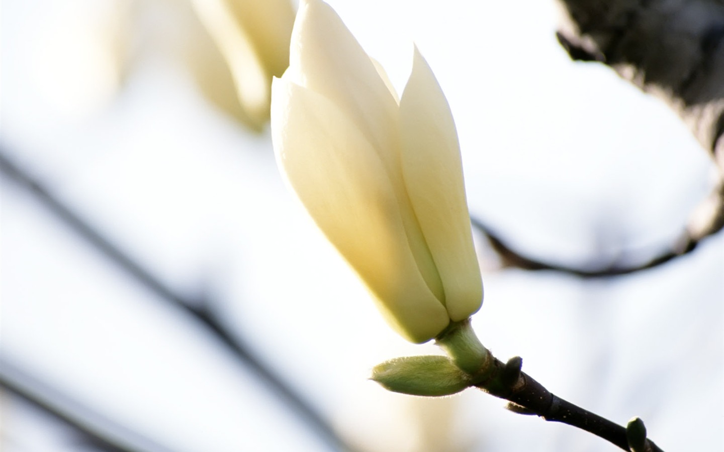 Flores blancas fondo de pantalla #11 - 1440x900