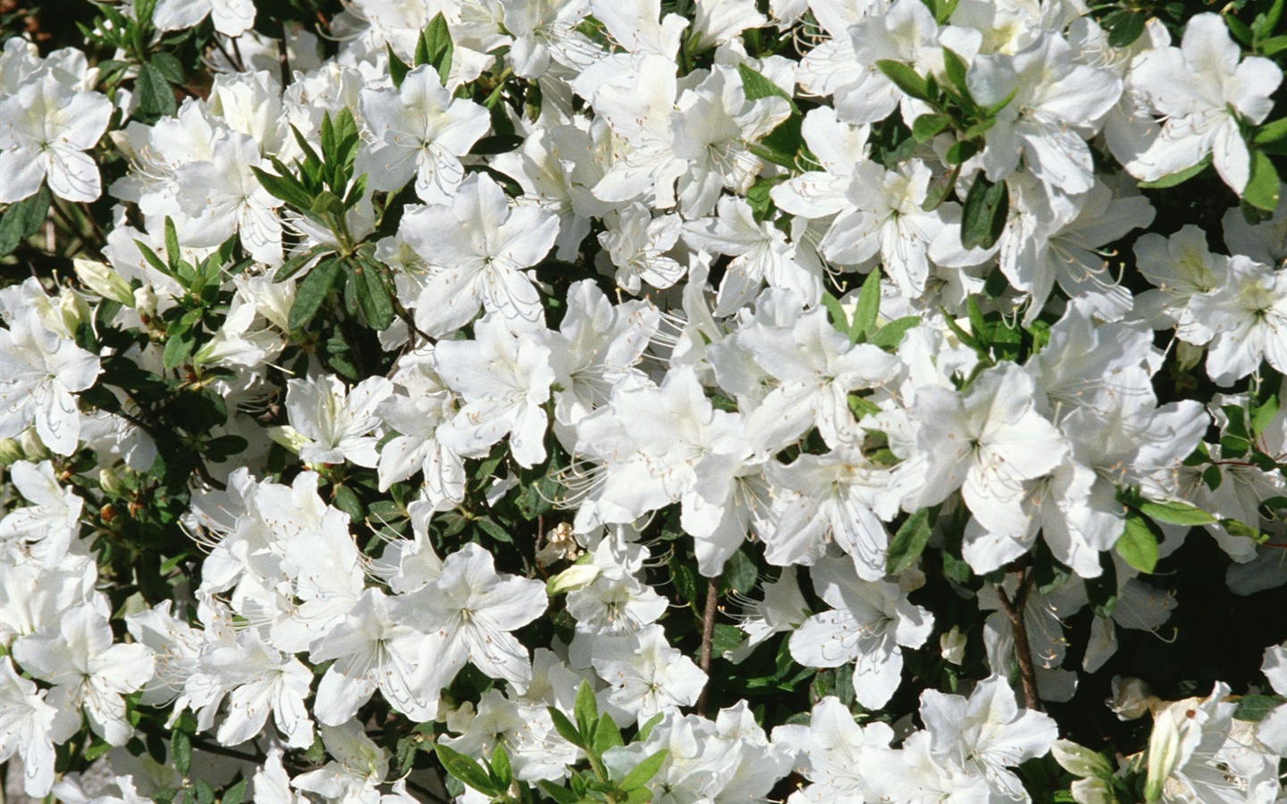 白色花朵壁纸15 - 1440x900