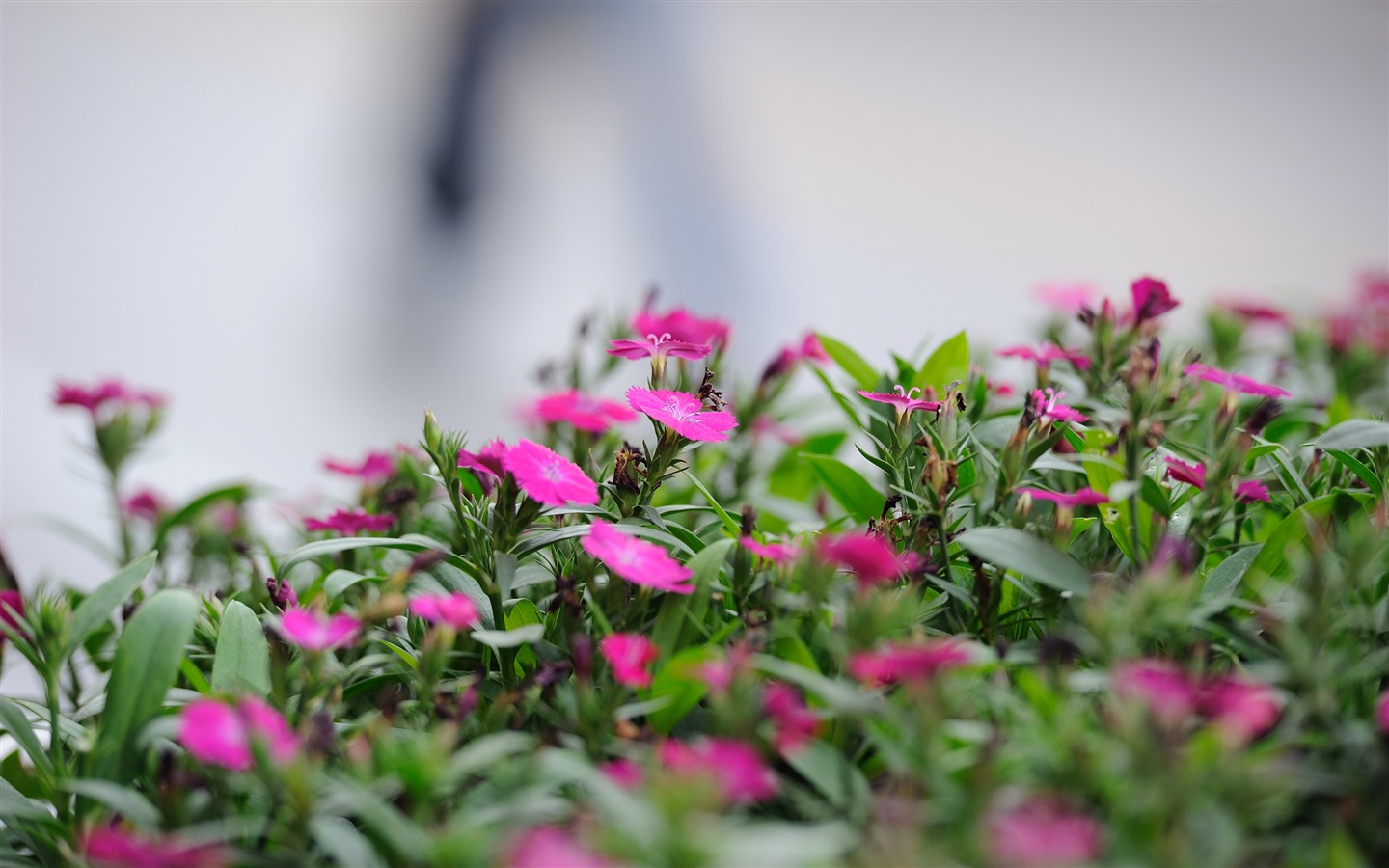 尼康 D700 樣張壁紙 #4 - 1440x900