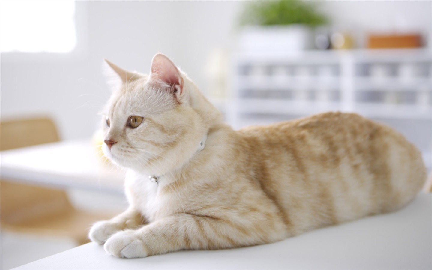 HD papel tapiz lindo gatito #27 - 1440x900