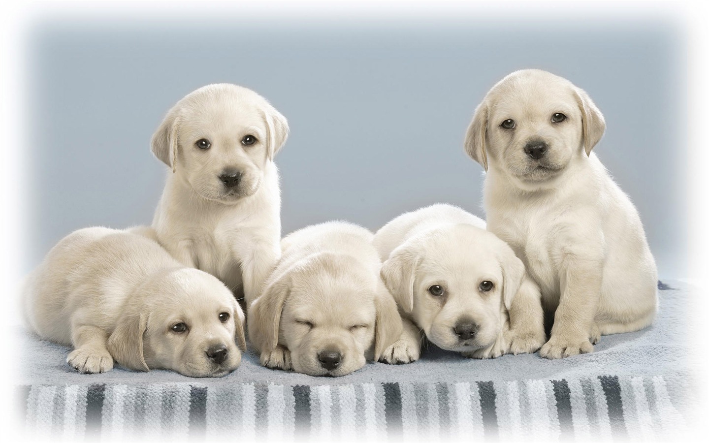 Cute Puppy Photo Wallpaper #18 - 1440x900