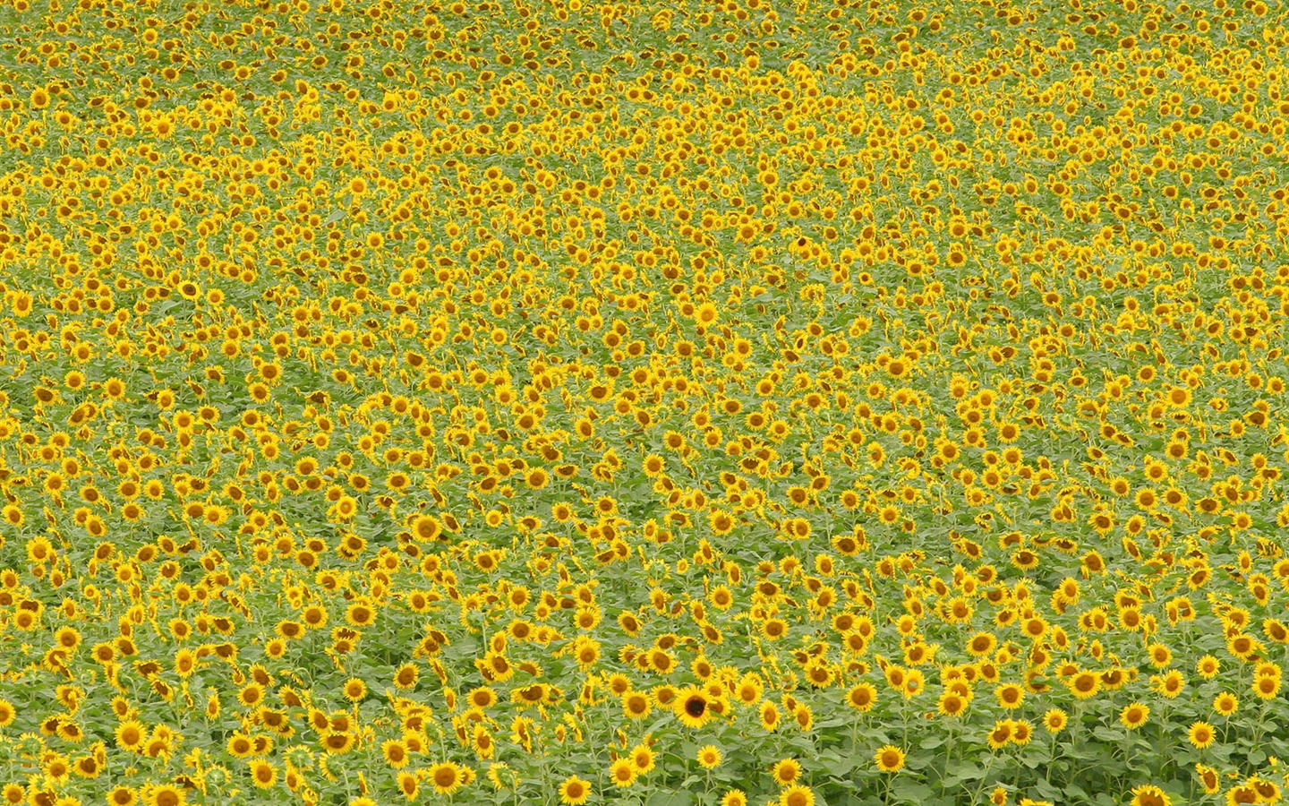 Man Shan sunflower wallpaper #5 - 1440x900