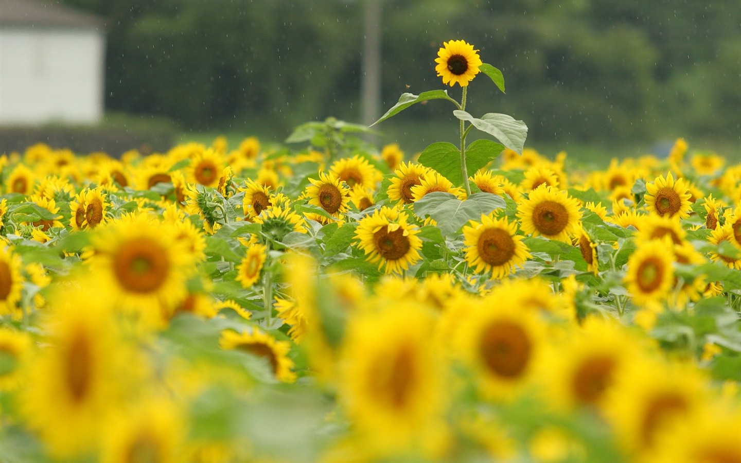 Man Shan sunflower wallpaper #11 - 1440x900