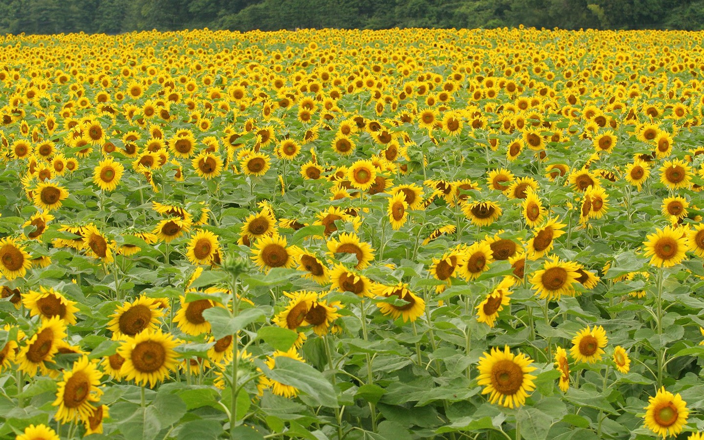 Man Shan sunflower wallpaper #12 - 1440x900