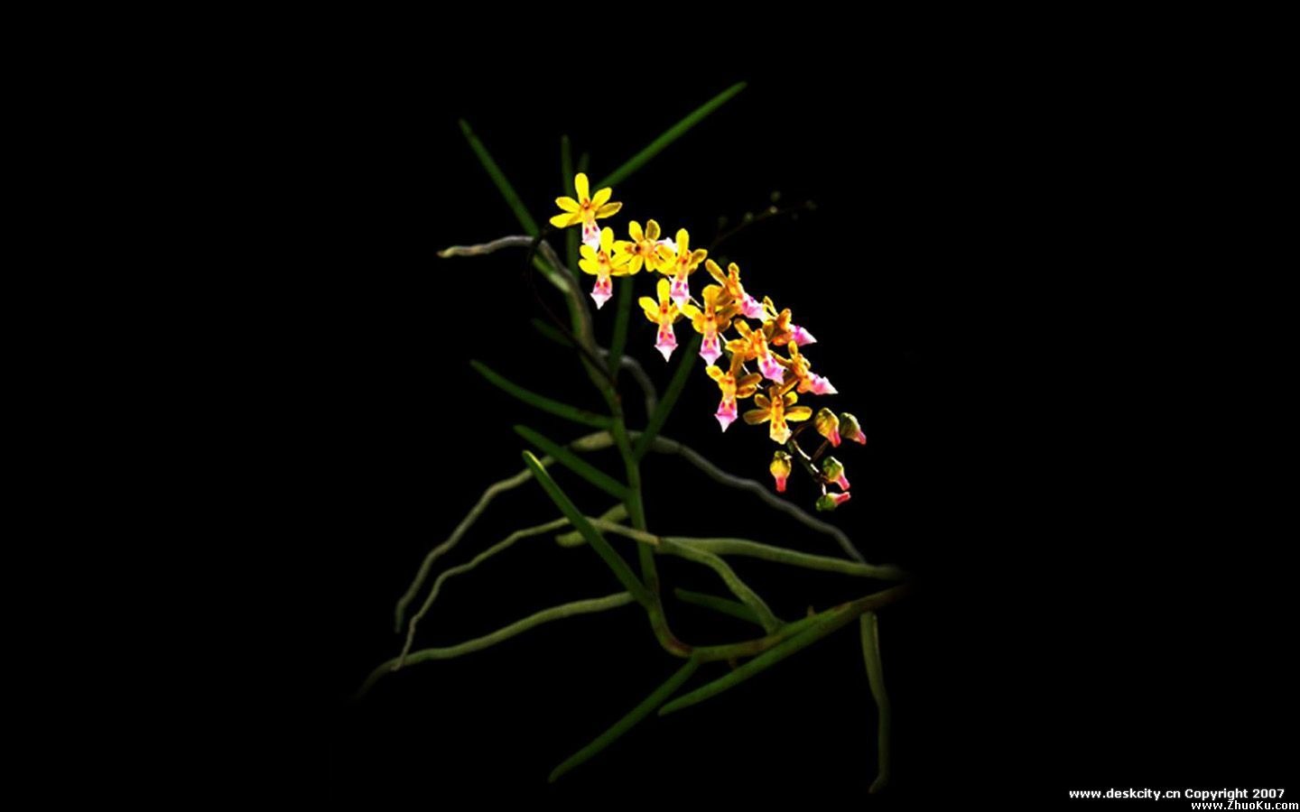 Belle et élégante orchidée fond d'écran #5 - 1440x900