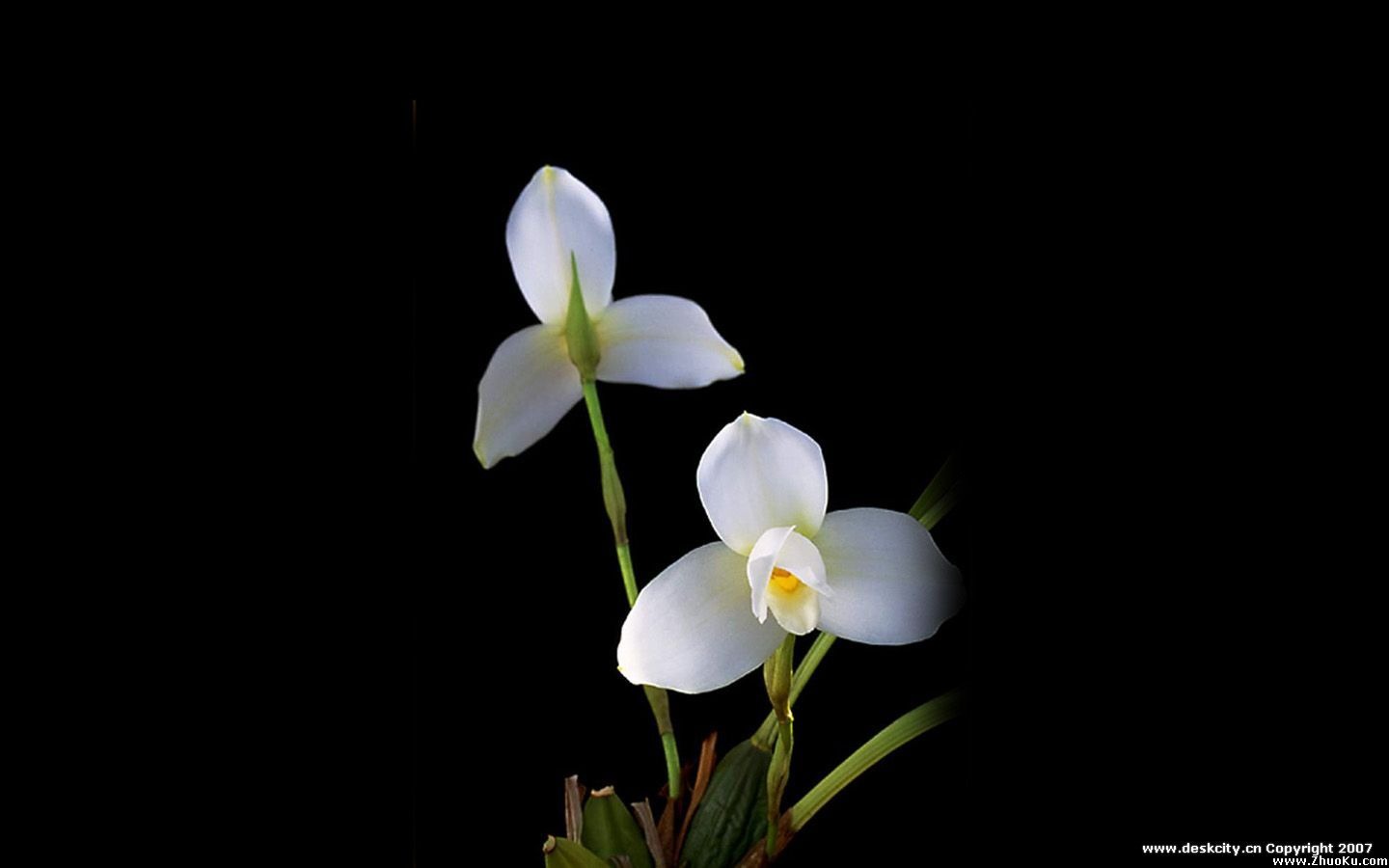 Beautiful and elegant orchid wallpaper #13 - 1440x900