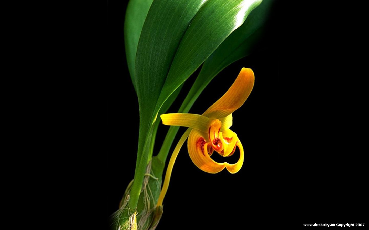 Beautiful and elegant orchid wallpaper #17 - 1440x900