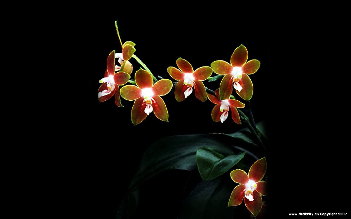 Beautiful and elegant orchid wallpaper #18 - 1440x900