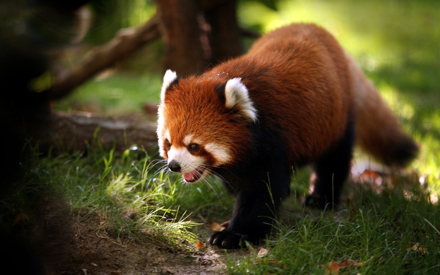 Animals moments wallpaper #9 - 1440x900
