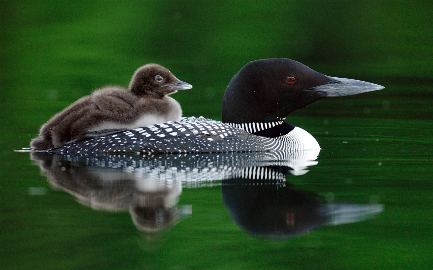 Animals moments wallpaper #19 - 1440x900