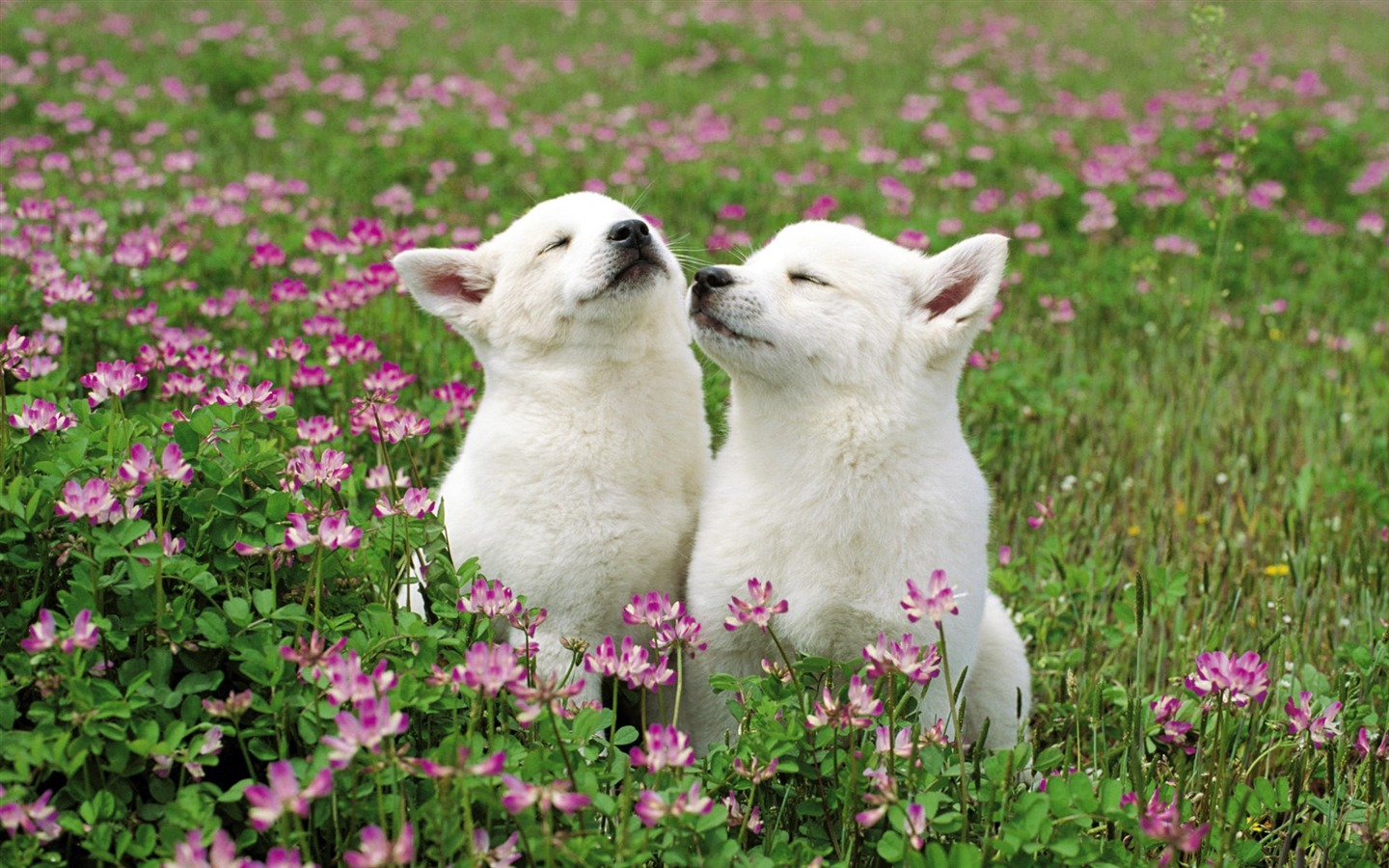 Animals moments wallpaper #36 - 1440x900