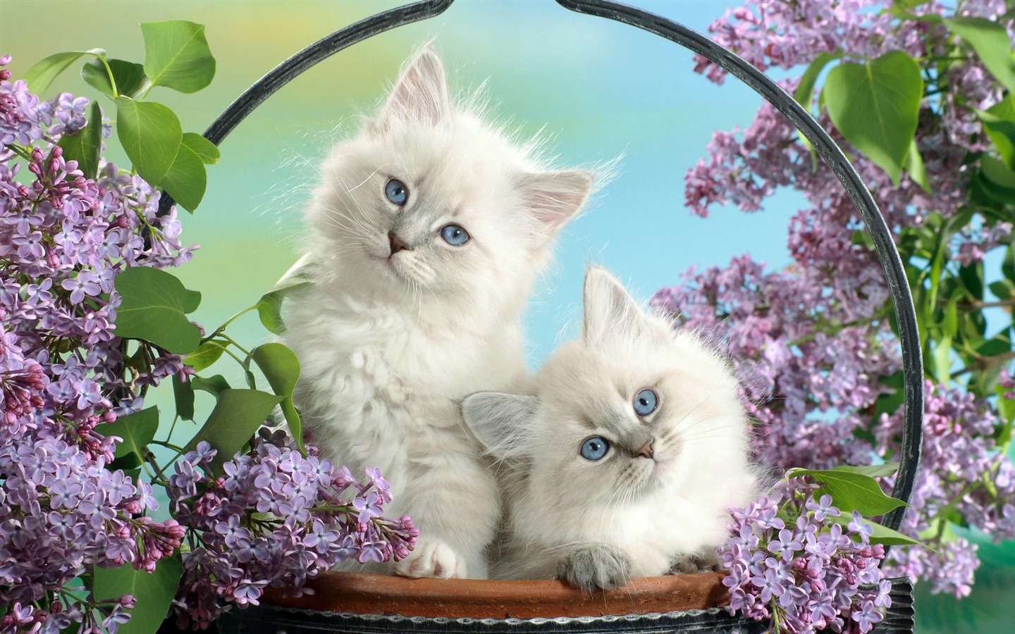 Animals moments wallpaper #37 - 1440x900