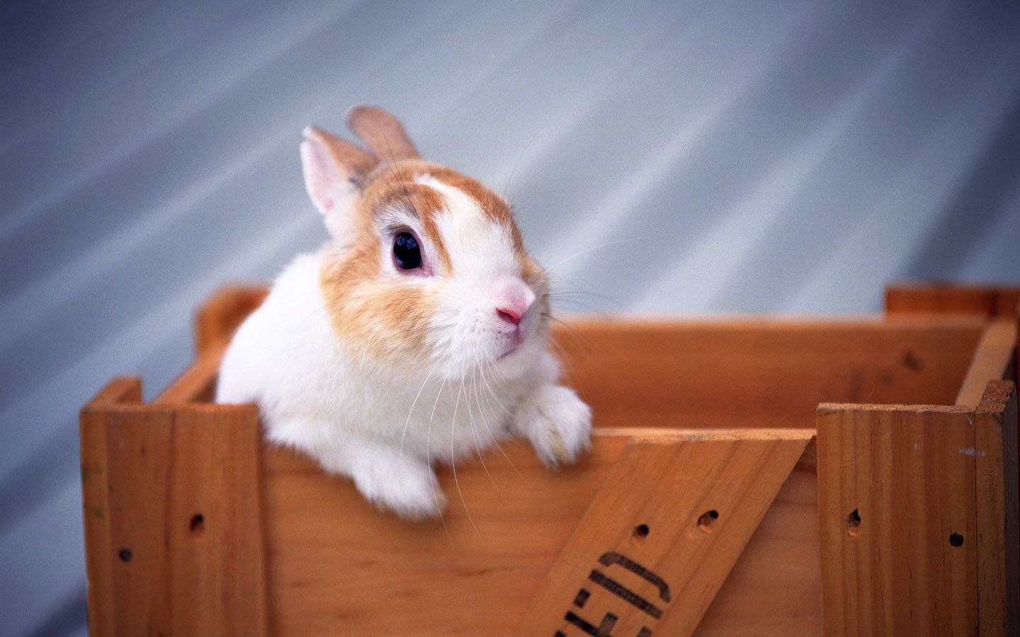 Cute little bunny wallpaper #1 - 1440x900