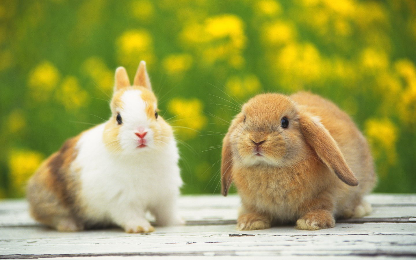 Cute little bunny wallpaper #8 - 1440x900