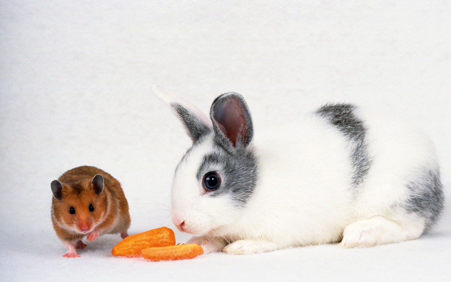 Cute little bunny wallpaper #10 - 1440x900