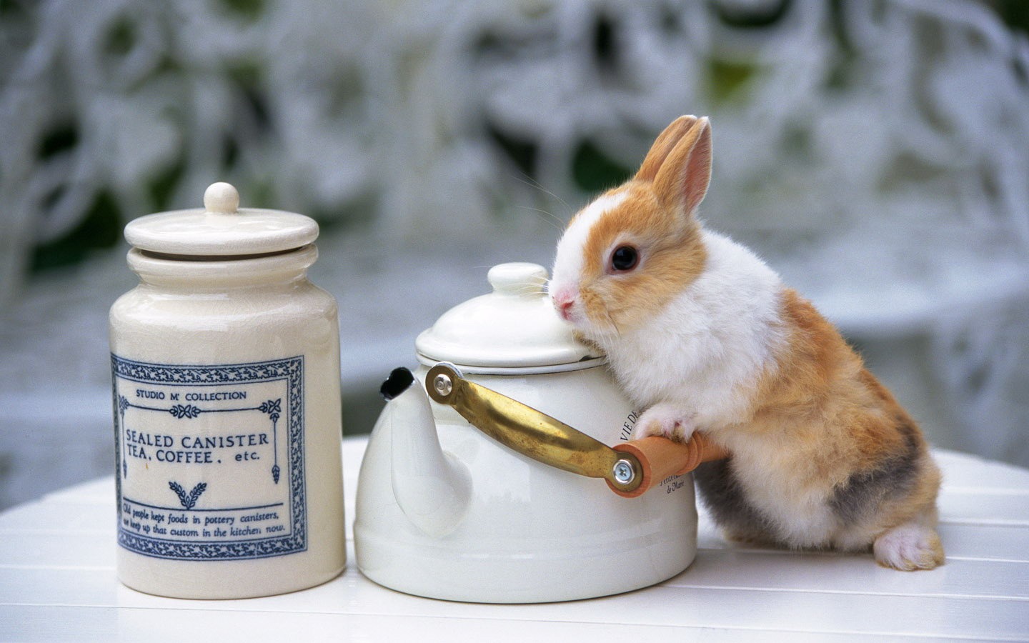 Cute little bunny Tapete #21 - 1440x900