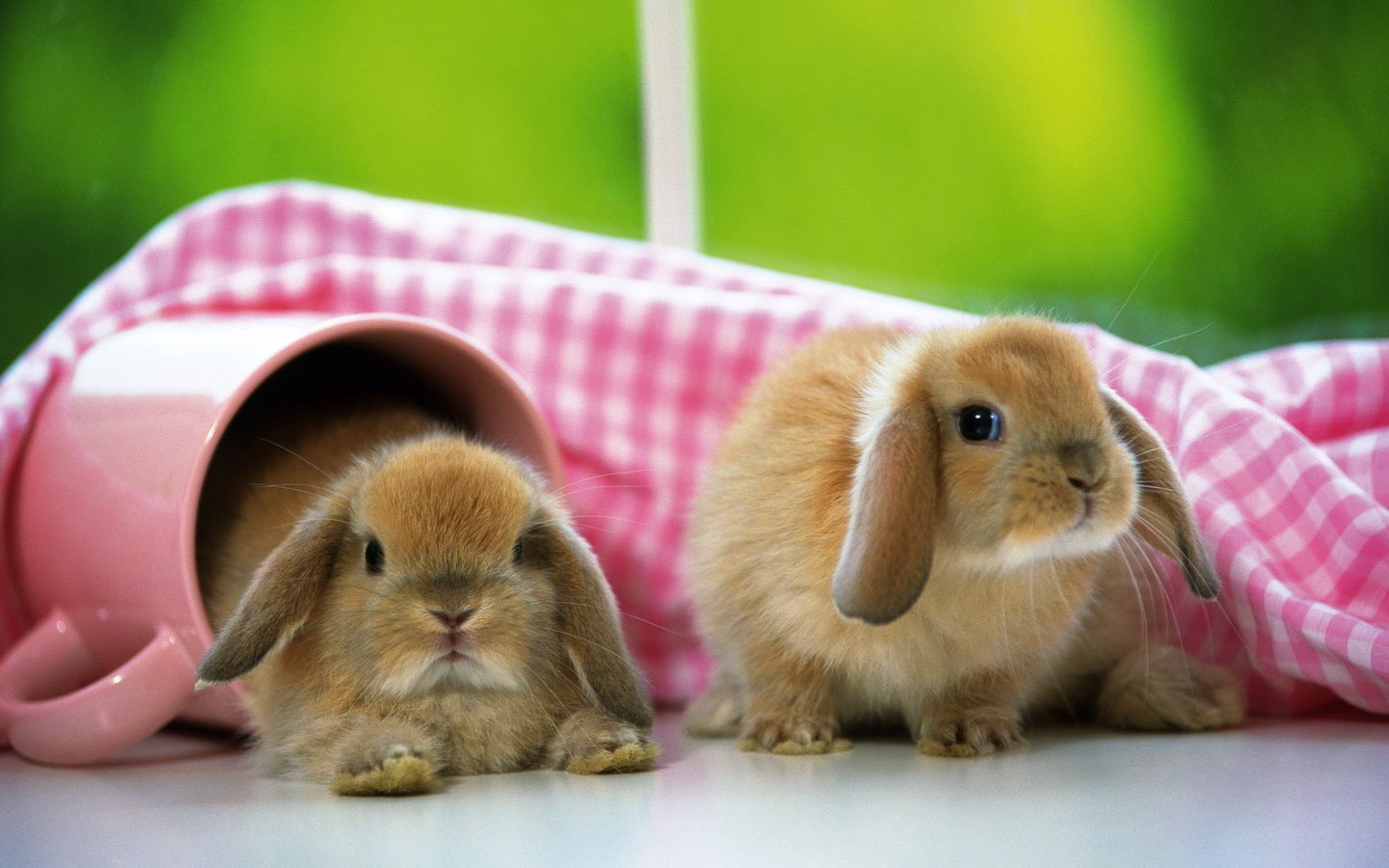 Cute little bunny Tapete #26 - 1440x900