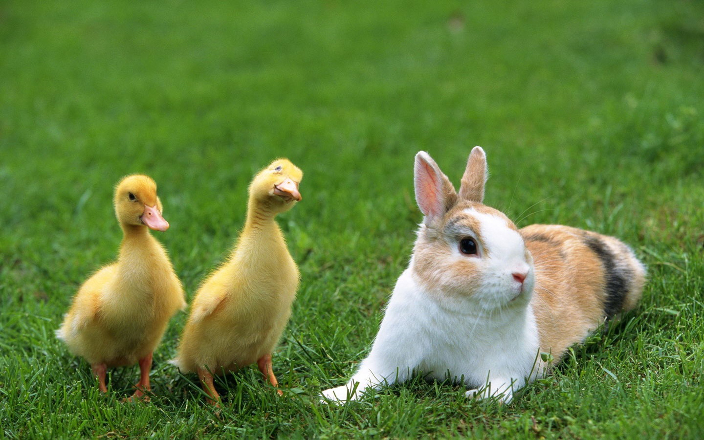 壁紙に使える自然と動物の画像 ウサギとアヒル 綺麗 壁紙に使える自然と動物の画像 Naver まとめ