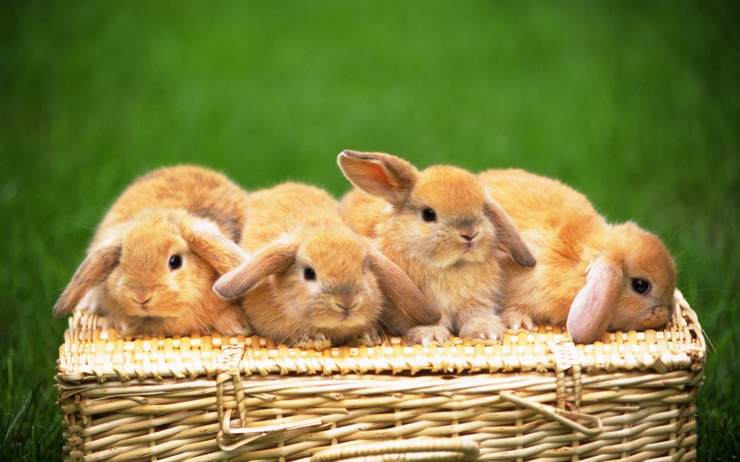 Cute little bunny Tapete #32 - 1440x900