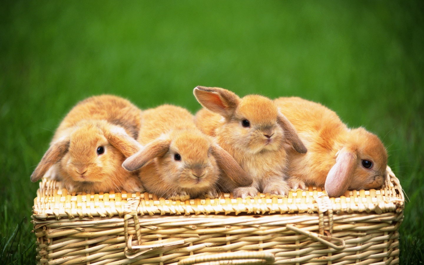 Cute little bunny wallpaper #32 - 1440x900