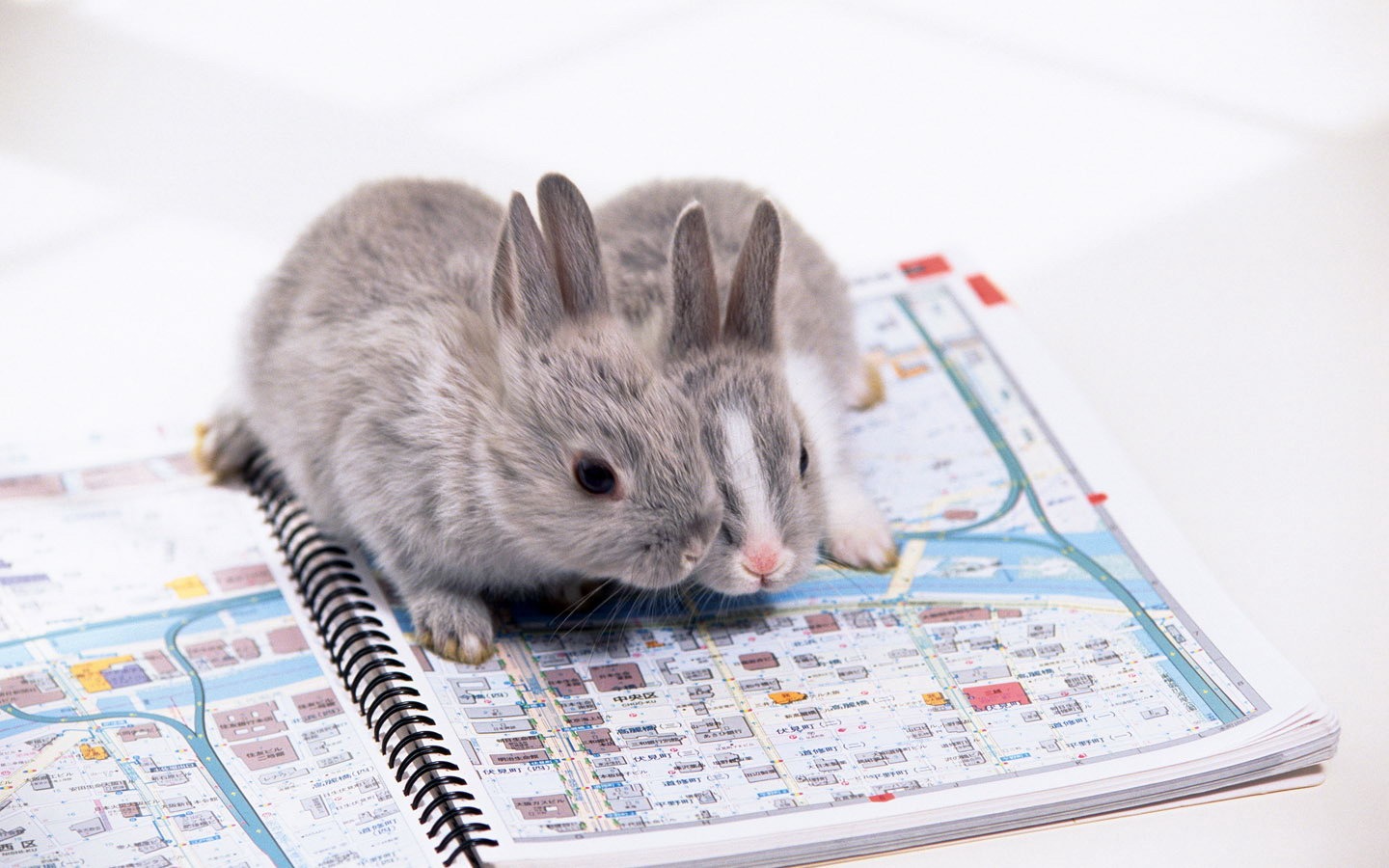 可愛的小兔子壁紙專輯 #36 - 1440x900
