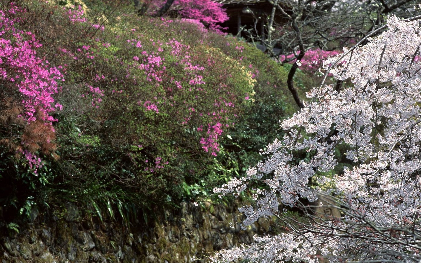 봄 자연 월페이퍼 #18 - 1440x900