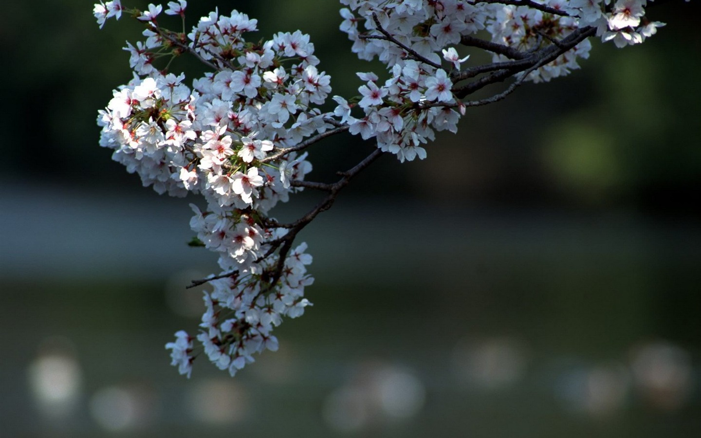 春色 自然風景壁紙 #19 - 1440x900