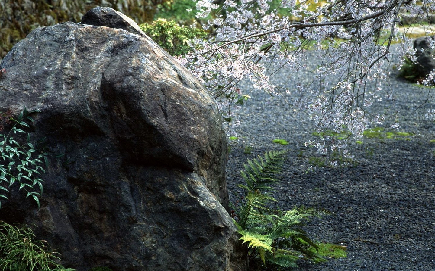 Printemps fonds d'écran Nature #23 - 1440x900