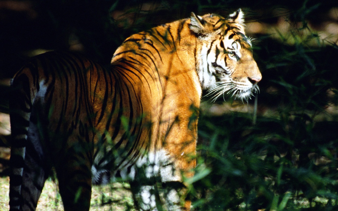 Fond d'écran Photo Tiger #4 - 1440x900