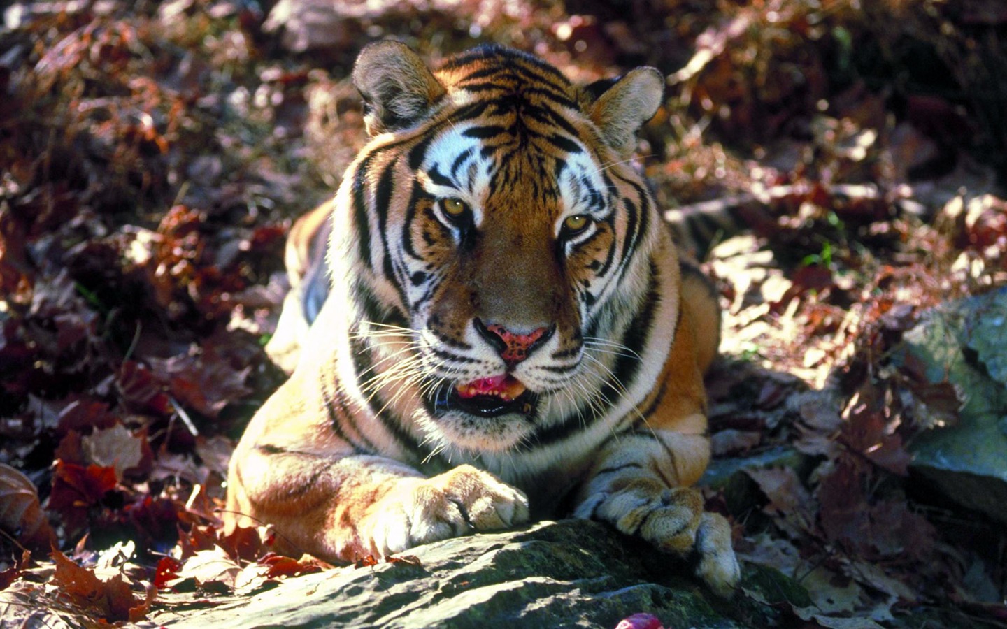 Tiger Foto Wallpaper #13 - 1440x900