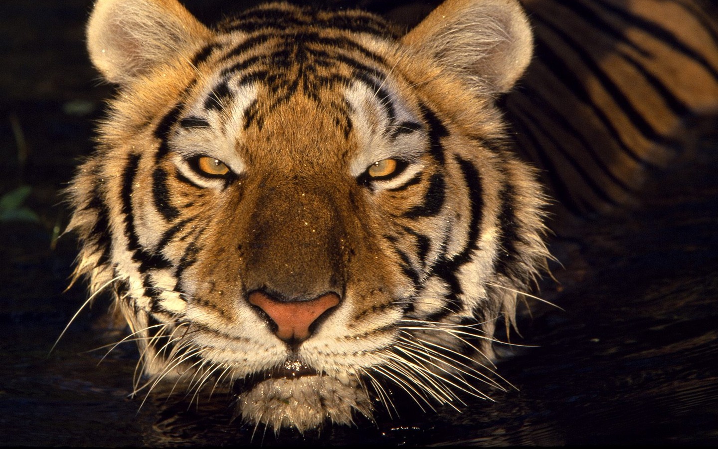 Fond d'écran Photo Tiger #16 - 1440x900
