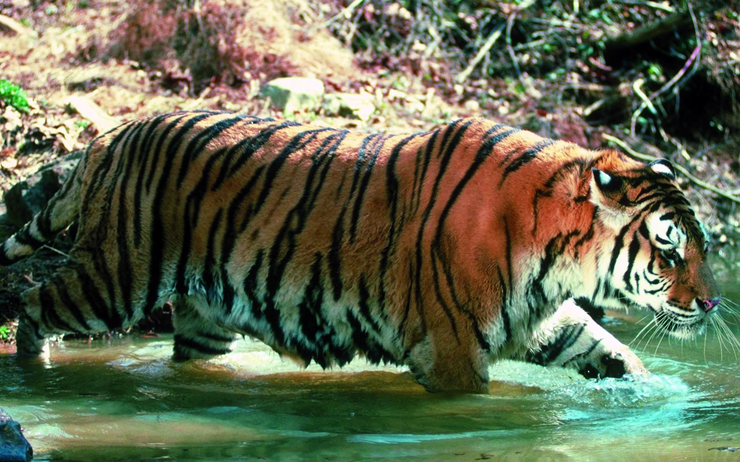 Fond d'écran Photo Tiger #29 - 1440x900