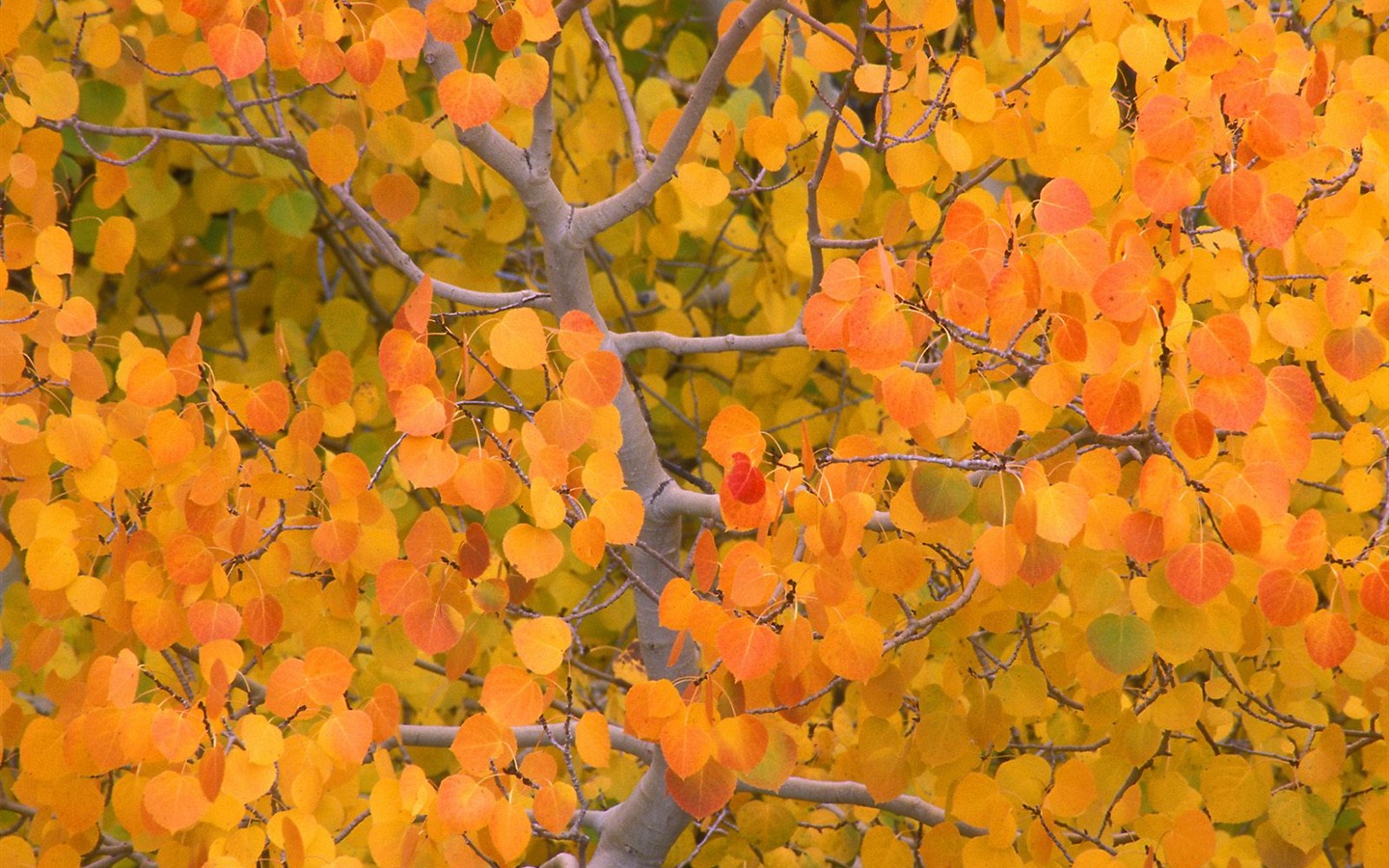 Otoño fondos de escritorio de bellos paisajes #5 - 1440x900