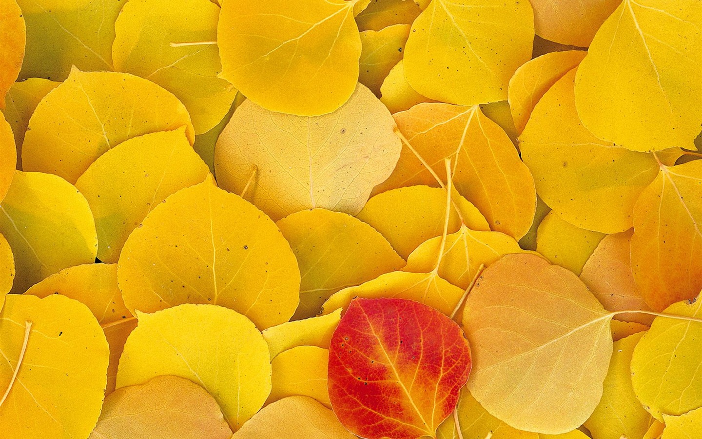 Autumn scenery beautiful wallpaper #6 - 1440x900