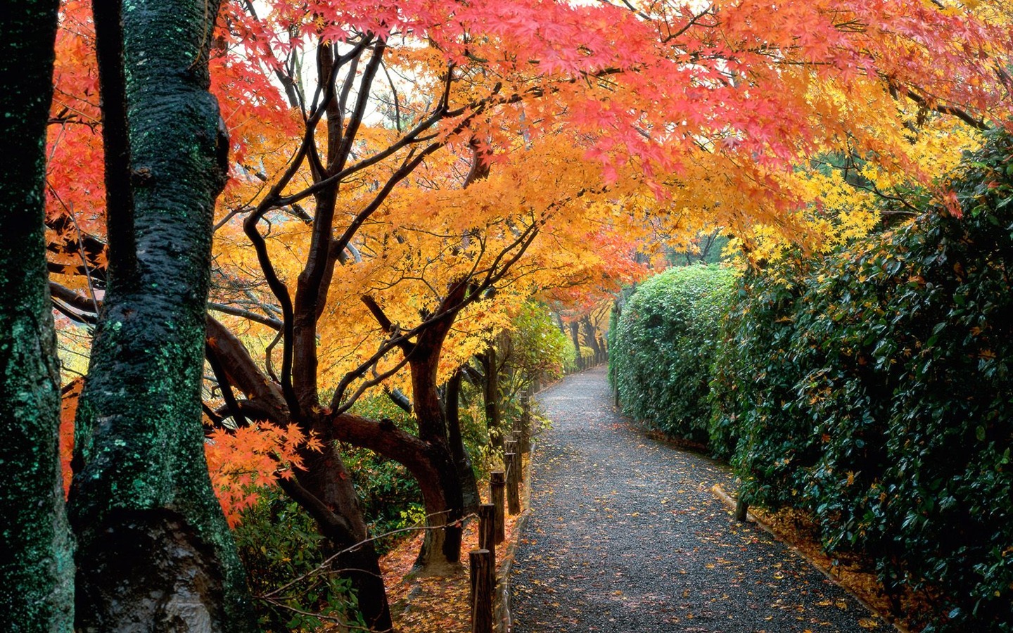Herbstlandschaft schöne Tapete #14 - 1440x900