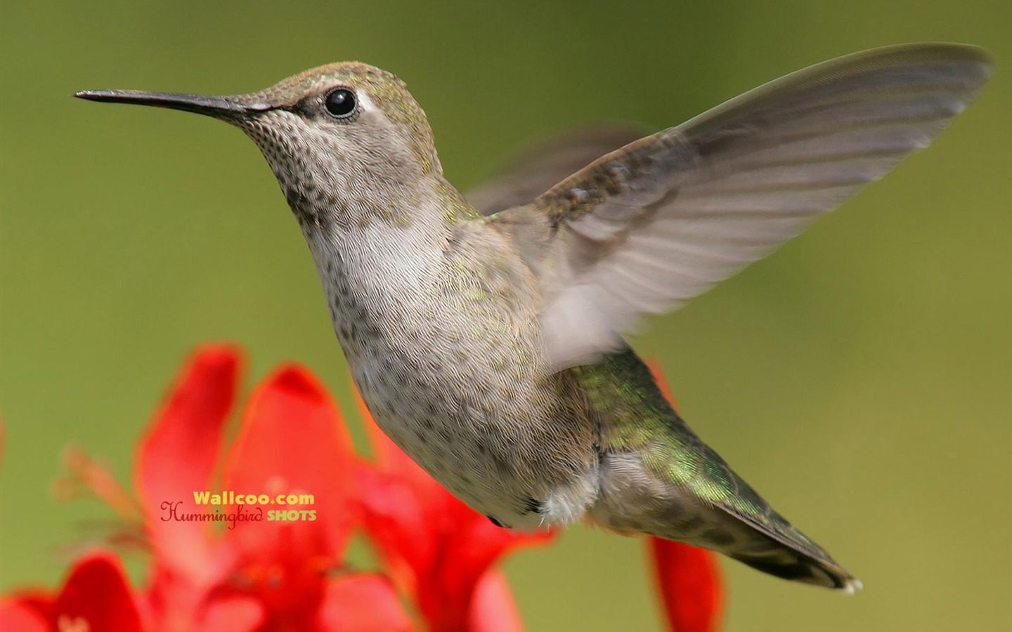 Hummingbirds Photo Wallpaper #14 - 1440x900