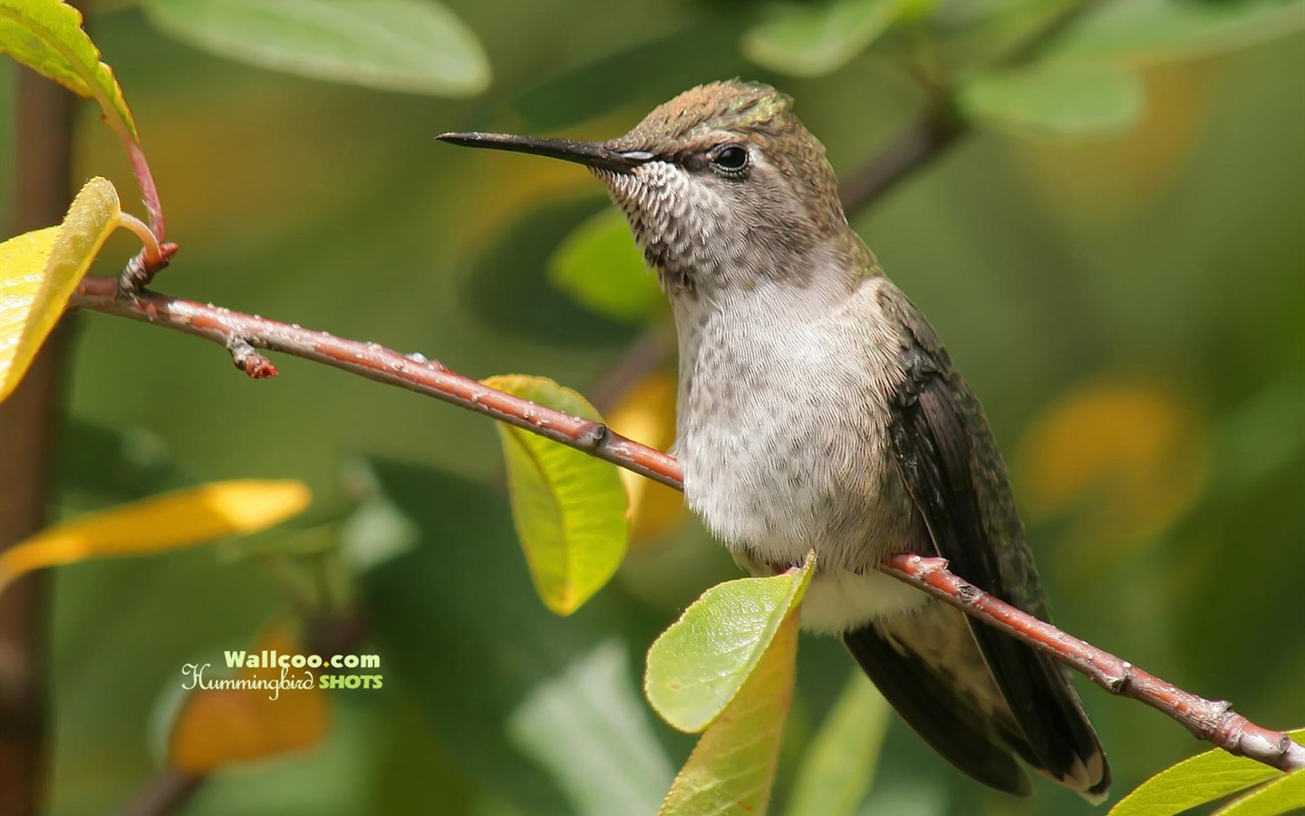 Kolibris Photo Wallpaper #18 - 1440x900