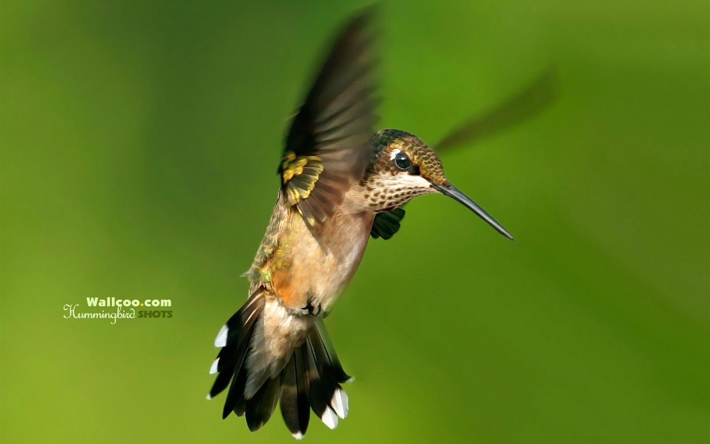 hummingbirds Foto Wallpaper #24 - 1440x900