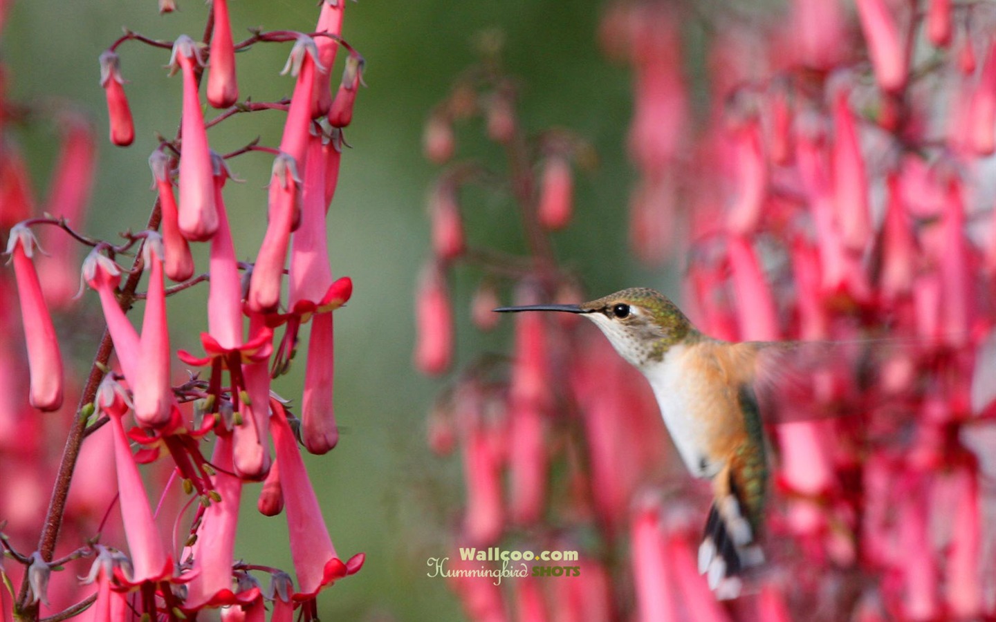 Hummingbirds Photo Wallpaper #27 - 1440x900