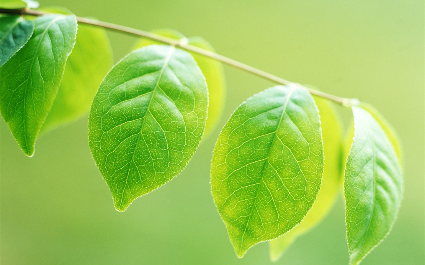 Cool green leaf wallpaper #2 - 1440x900