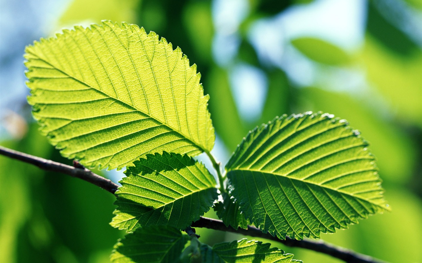 Cool green leaf wallpaper #22 - 1440x900